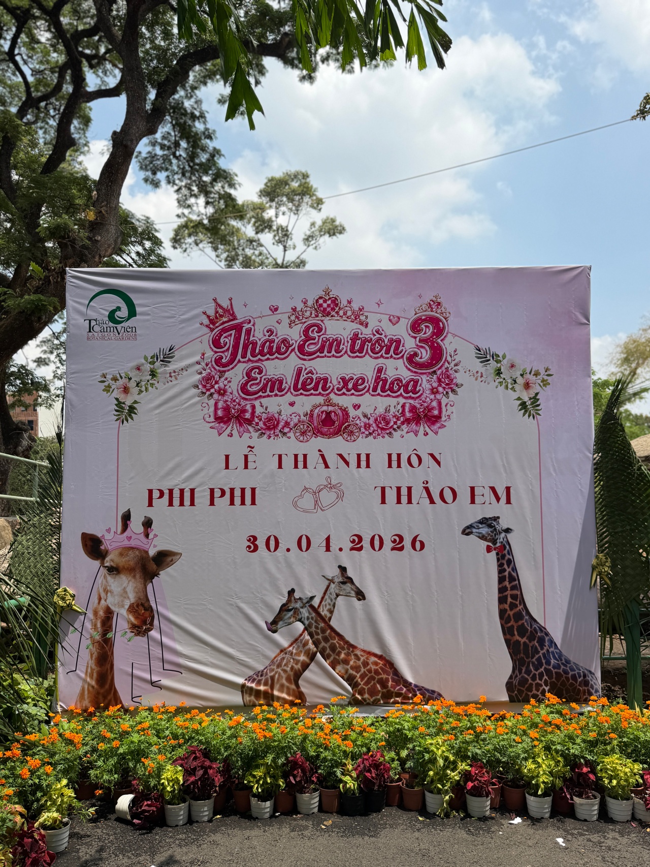 Đ&aacute;m cưới hươu cao cổ tại Thảo Cầm Vi&ecirc;n S&agrave;i G&ograve;n tạo n&ecirc;n sự kiện ấn tượng 30 / 4 - Ảnh 1.