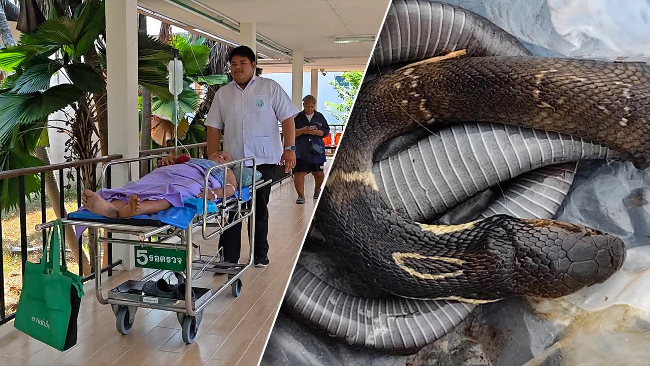 Người phụ nữ 69 tuổi ch&eacute;m chết rắn hổ mang Sau khi bị cắn tại Nakhon Nayok - Ảnh 1.