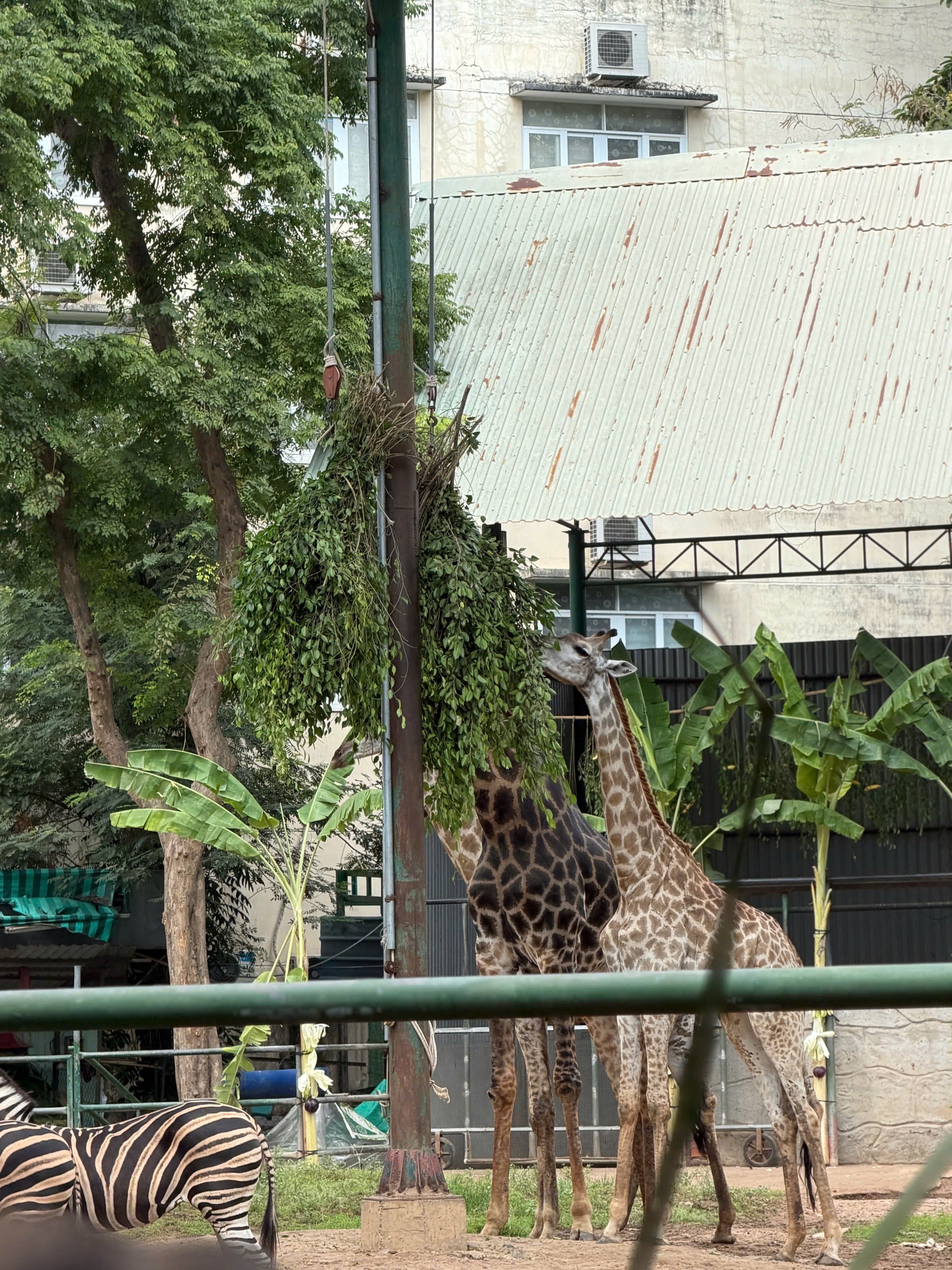 Đ&aacute;m cưới hươu cao cổ tại Thảo Cầm Vi&ecirc;n S&agrave;i G&ograve;n tạo n&ecirc;n sự kiện ấn tượng 30 / 4 - Ảnh 4.