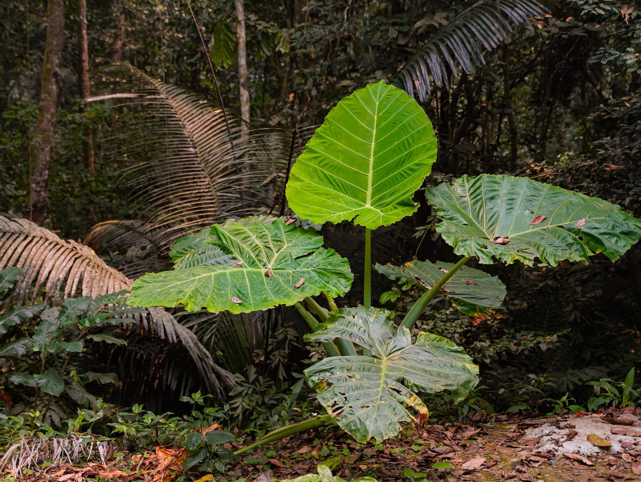 Trải nghiệm Mùa bướm Cúc Phương 2026 - khám phá thế giới Ghibli giữa đời thực - Ảnh 11. Trải nghiệm Mùa bướm Cúc Phương 2026 - khám phá thế giới Ghibli giữa đời thực - Ảnh 11.