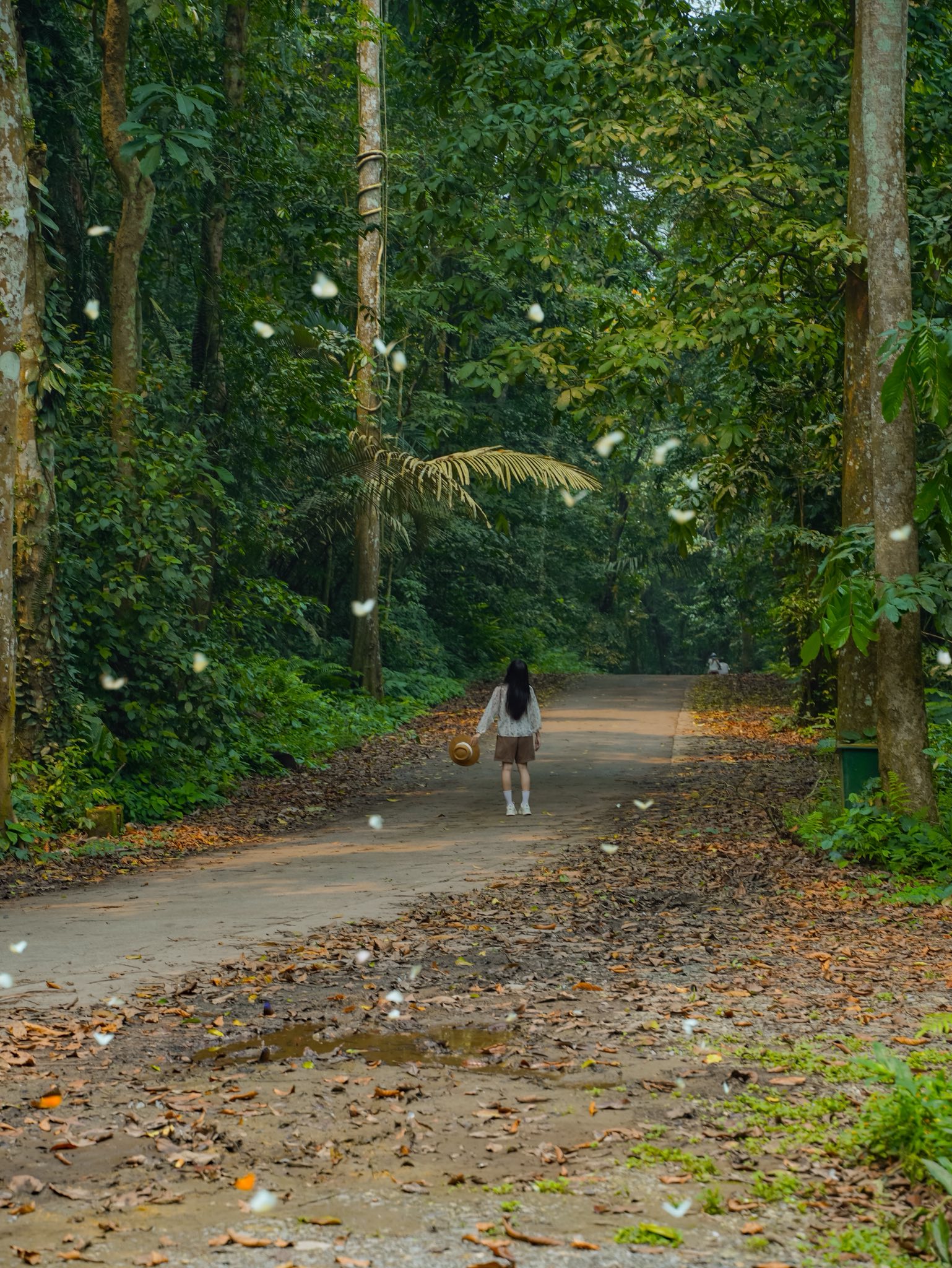 Trải nghiệm Mùa bướm Cúc Phương 2026 - khám phá thế giới Ghibli giữa đời thực - Ảnh 2. Trải nghiệm Mùa bướm Cúc Phương 2026 - khám phá thế giới Ghibli giữa đời thực - Ảnh 2.