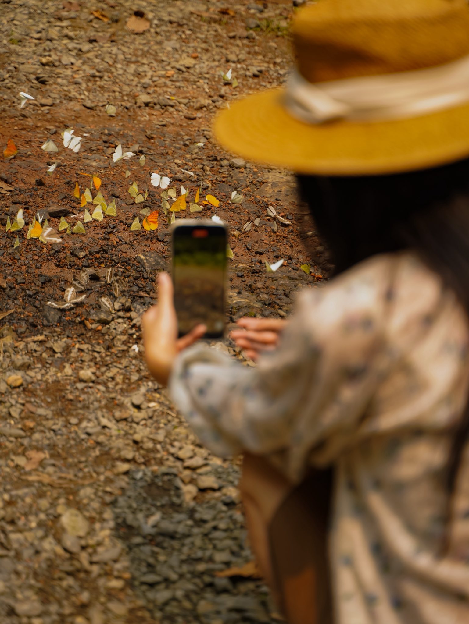 Trải nghiệm Mùa bướm Cúc Phương 2026 - khám phá thế giới Ghibli giữa đời thực - Ảnh 6. Trải nghiệm Mùa bướm Cúc Phương 2026 - khám phá thế giới Ghibli giữa đời thực - Ảnh 6.