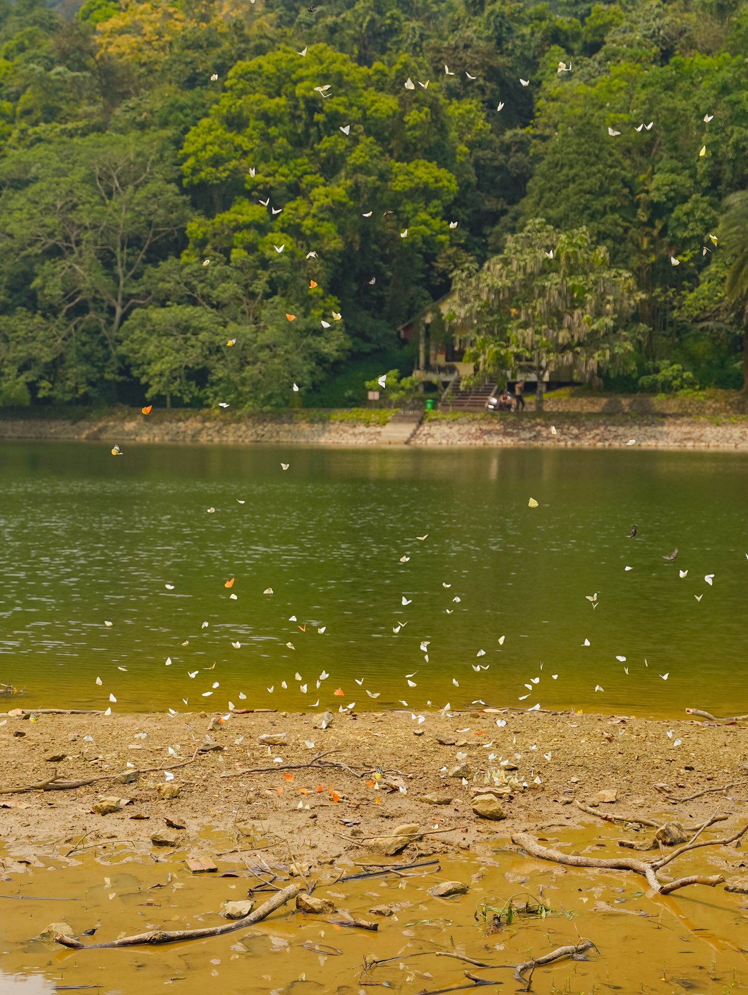 Trải nghiệm Mùa bướm Cúc Phương 2026 - khám phá thế giới Ghibli giữa đời thực - Ảnh 7. Trải nghiệm Mùa bướm Cúc Phương 2026 - khám phá thế giới Ghibli giữa đời thực - Ảnh 7.