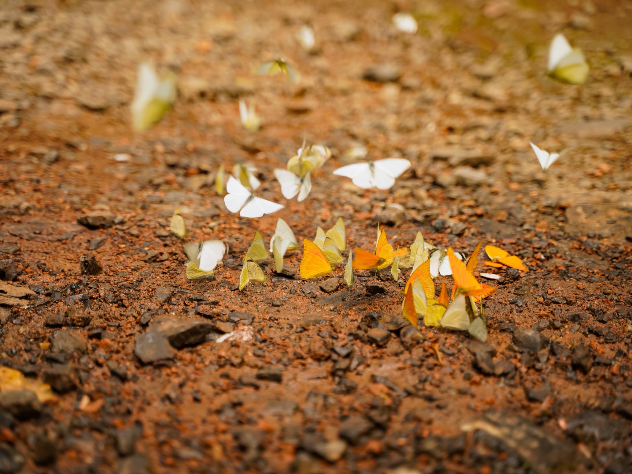 Trải nghiệm Mùa bướm Cúc Phương 2026 - khám phá thế giới Ghibli giữa đời thực - Ảnh 4. Trải nghiệm Mùa bướm Cúc Phương 2026 - khám phá thế giới Ghibli giữa đời thực - Ảnh 4.