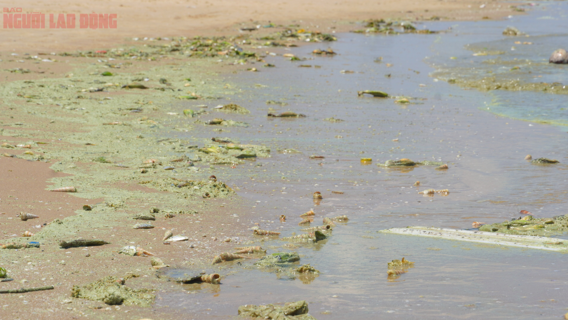 Biển B&atilde;i Sau Vũng T&agrave;u chuyển m&agrave;u xanh như matcha , du kh&aacute;ch lo ngại điều g&igrave;? - Ảnh 1.