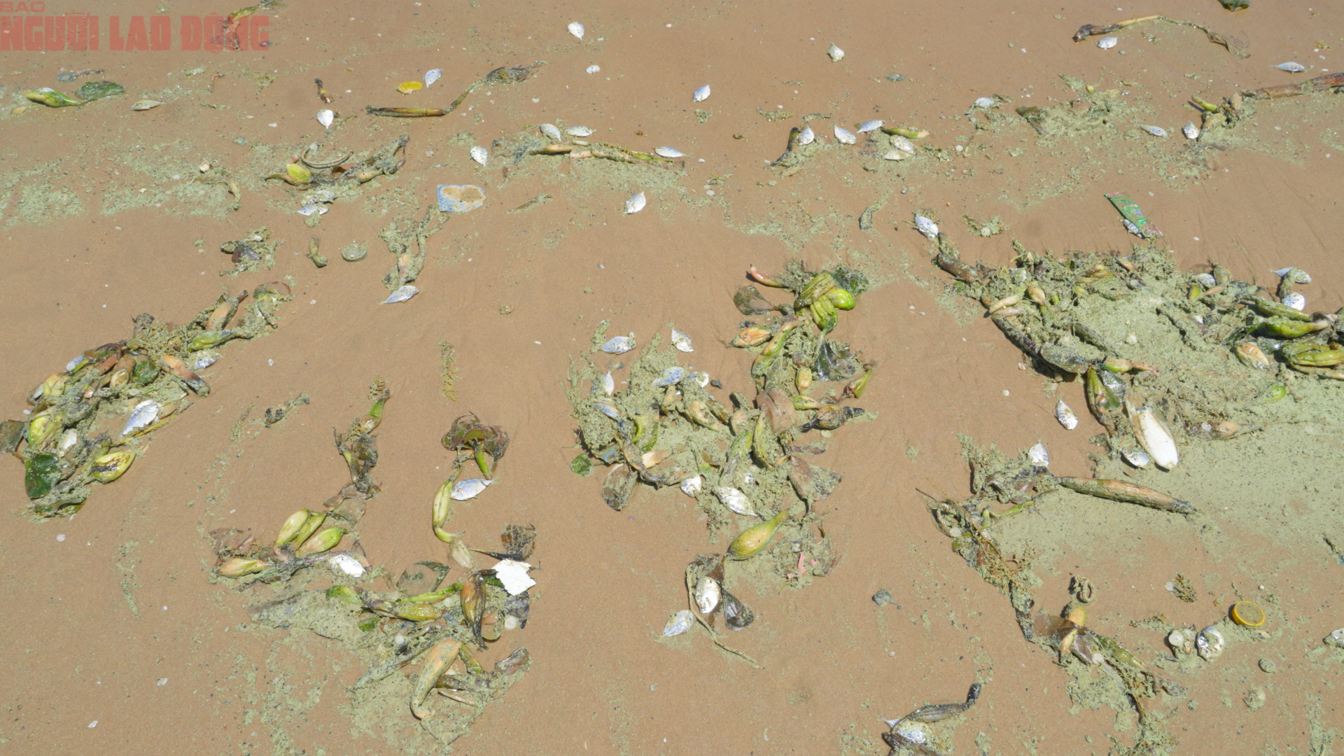 Biển B&atilde;i Sau Vũng T&agrave;u chuyển m&agrave;u xanh như matcha , du kh&aacute;ch lo ngại điều g&igrave;? - Ảnh 4.