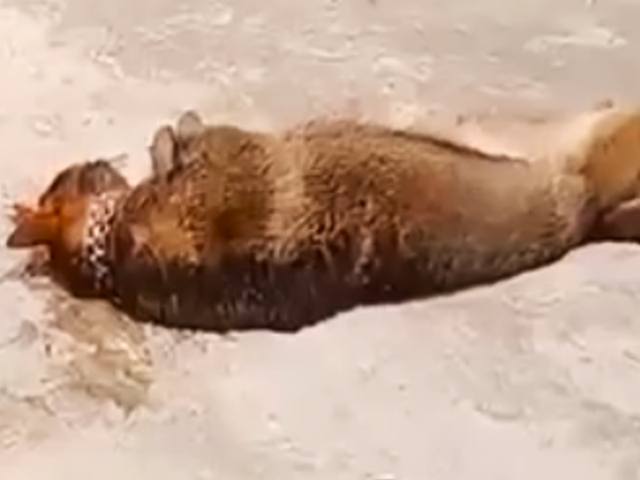 Cụ &ocirc;ng 83 tuổi bị ch&oacute; b&eacute;c gi&ecirc; nu&ocirc;i trong nh&agrave; cắn tử vong thương t&acirc;m - Ảnh 2.