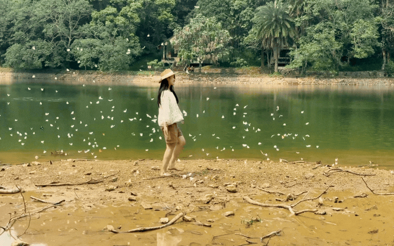 Trải nghiệm Mùa bướm Cúc Phương 2026 - khám phá thế giới Ghibli giữa đời thực - Ảnh 1. Trải nghiệm Mùa bướm Cúc Phương 2026 - khám phá thế giới Ghibli giữa đời thực - Ảnh 1.