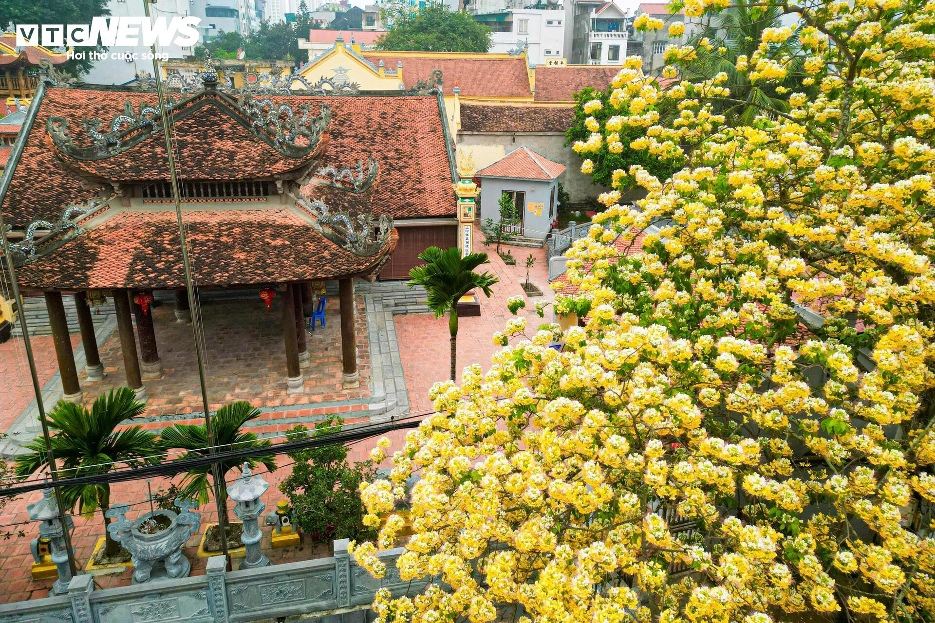 Hoa b&uacute;n bung nở rực rỡ , điểm nhấn v&agrave;ng giữa H&agrave; Nội th&aacute;ng 4 - Ảnh 9.