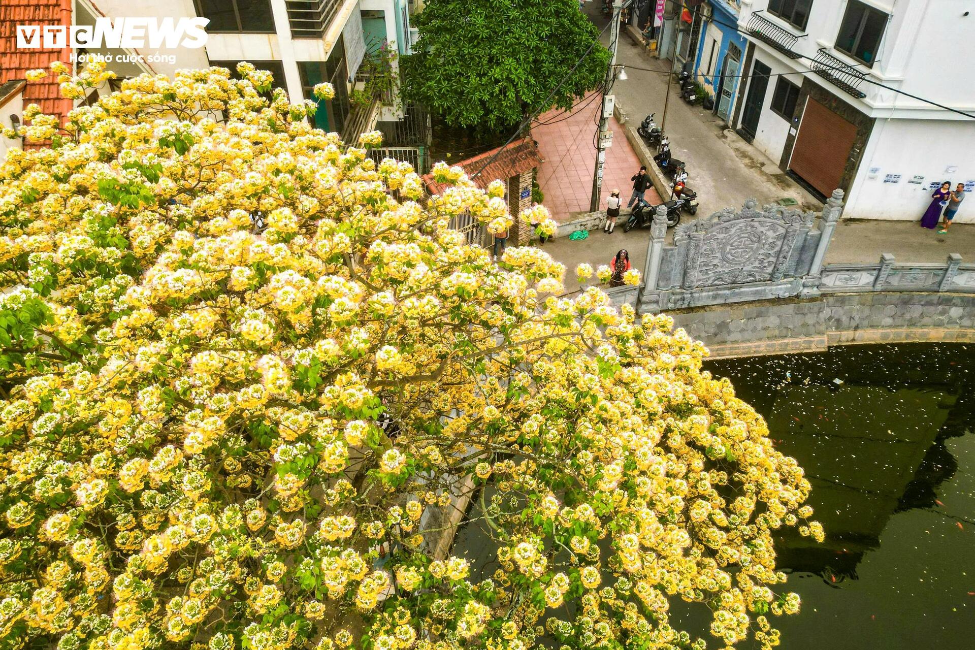 Hoa b&uacute;n bung nở rực rỡ , điểm nhấn v&agrave;ng giữa H&agrave; Nội th&aacute;ng 4 - Ảnh 12.