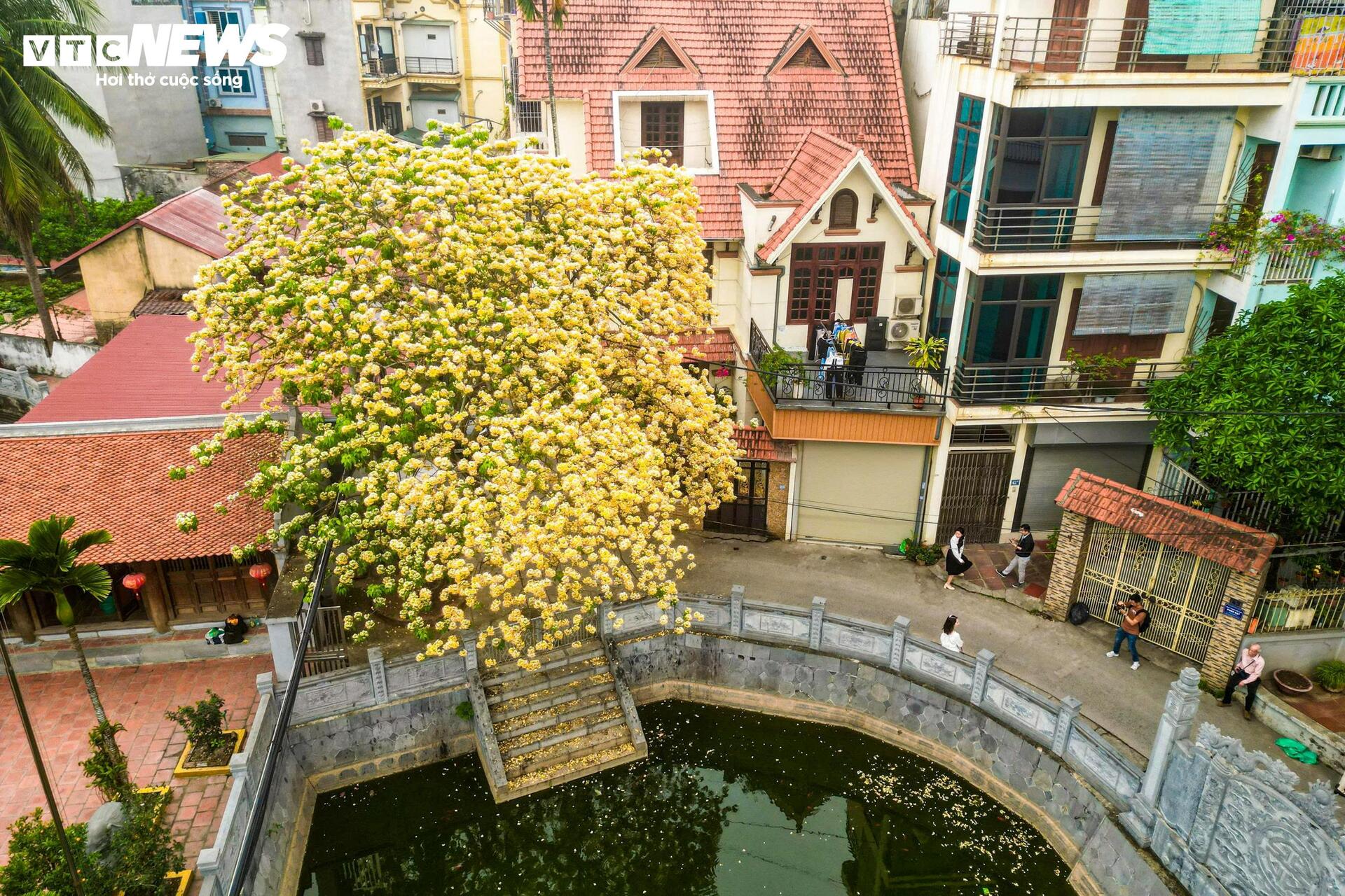 Hoa b&uacute;n bung nở rực rỡ , điểm nhấn v&agrave;ng giữa H&agrave; Nội th&aacute;ng 4 - Ảnh 10.