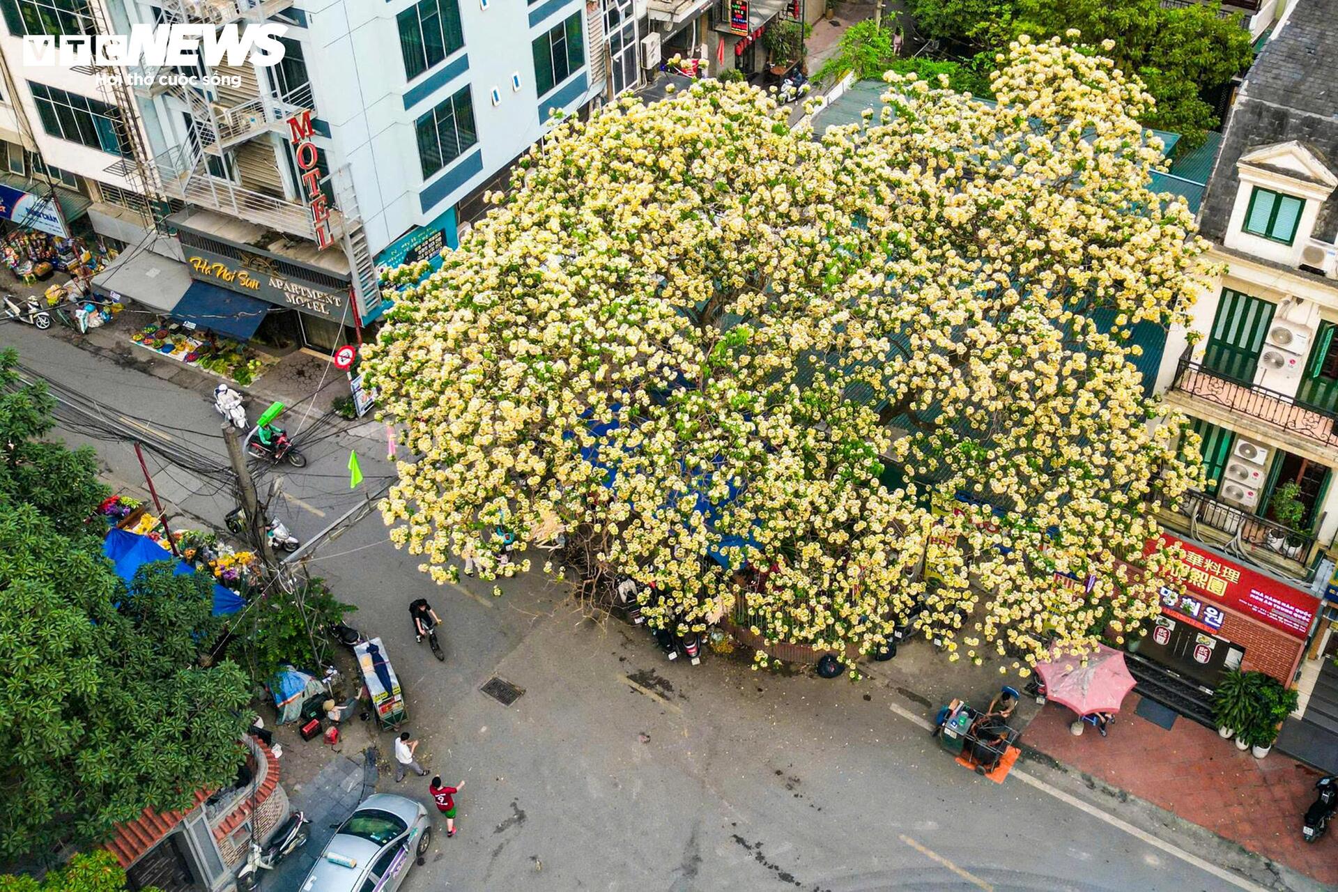 Hoa b&uacute;n bung nở rực rỡ , điểm nhấn v&agrave;ng giữa H&agrave; Nội th&aacute;ng 4 - Ảnh 1.