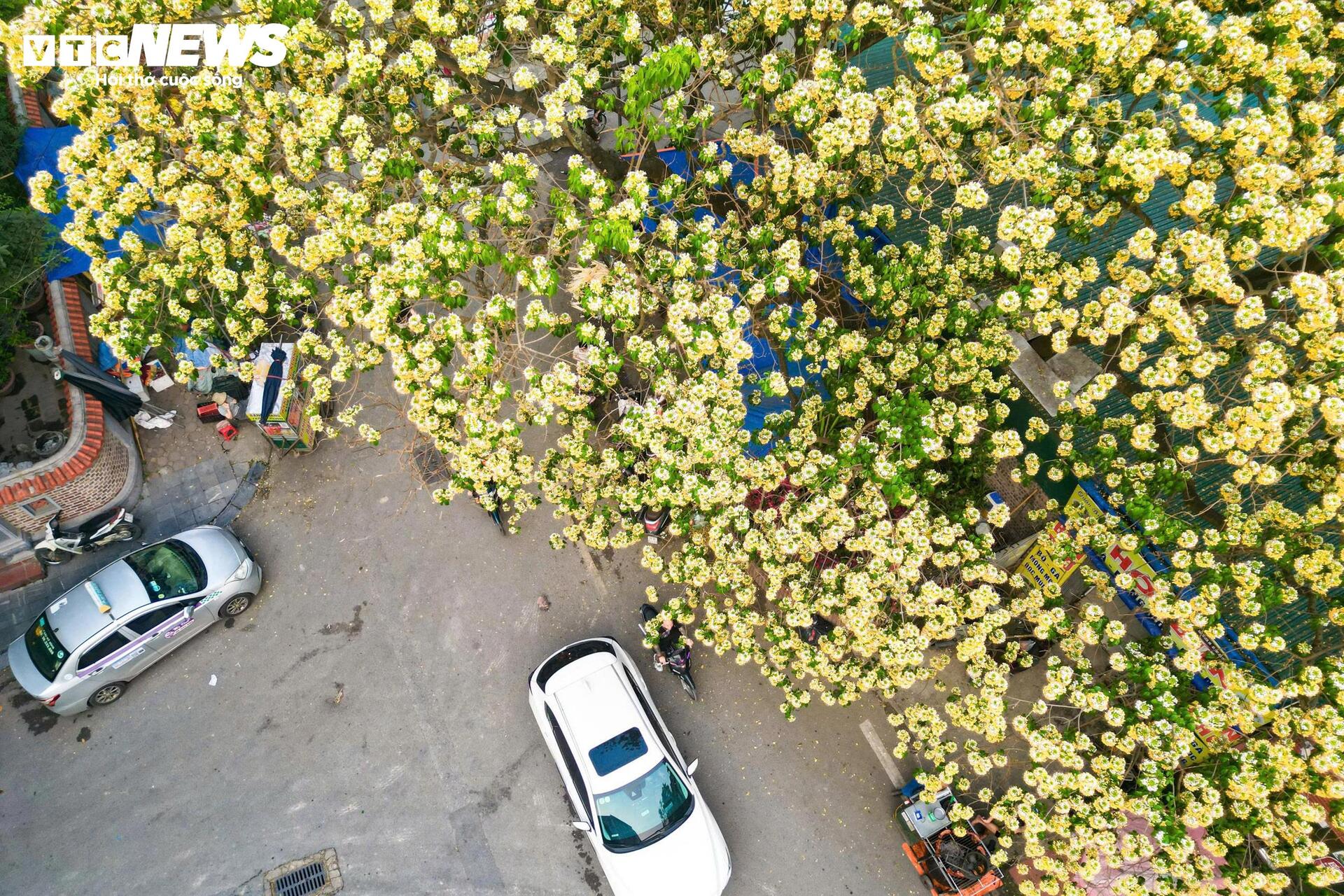 Hoa b&uacute;n bung nở rực rỡ , điểm nhấn v&agrave;ng giữa H&agrave; Nội th&aacute;ng 4 - Ảnh 2.