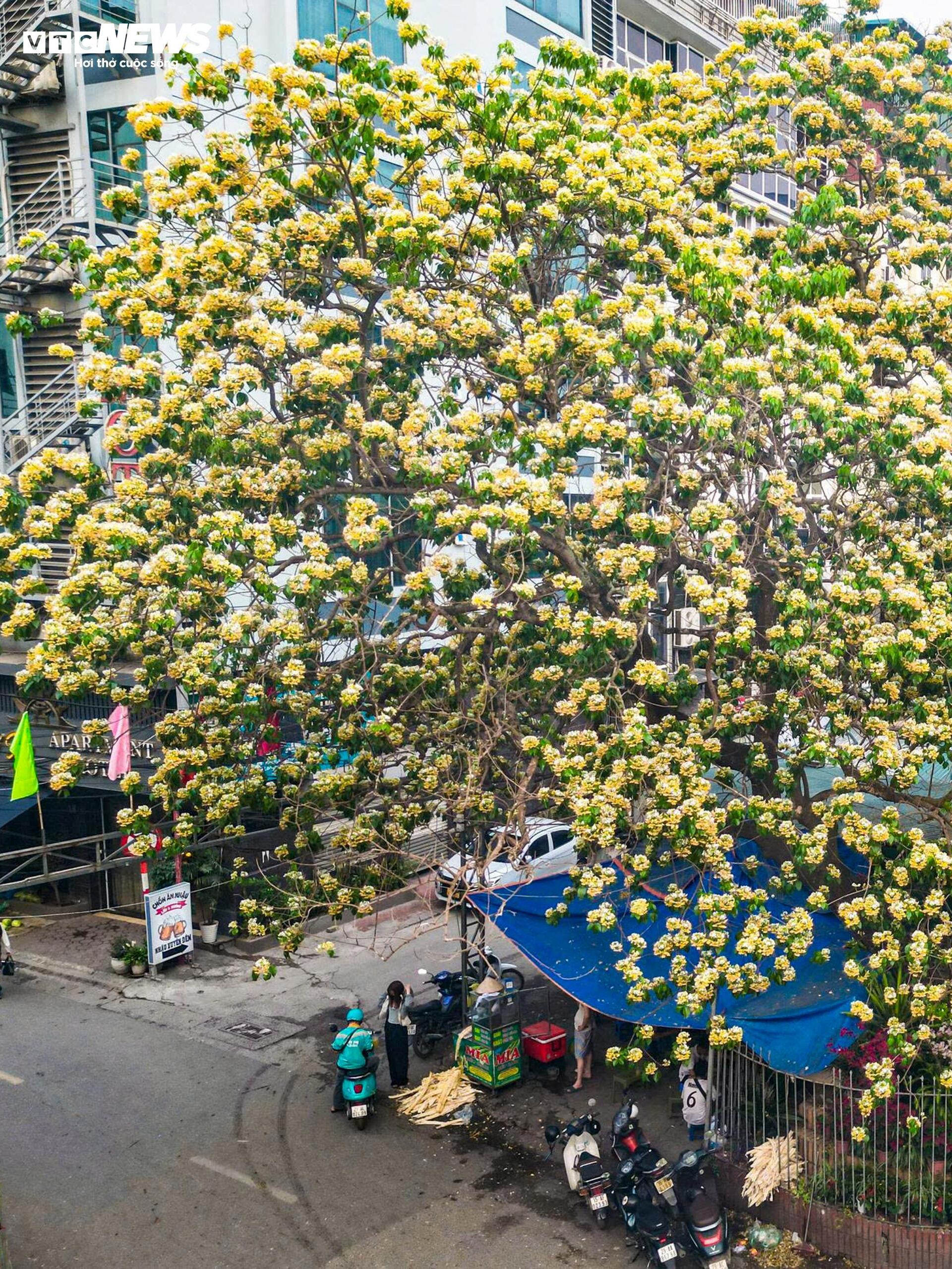 Hoa b&uacute;n bung nở rực rỡ , điểm nhấn v&agrave;ng giữa H&agrave; Nội th&aacute;ng 4 - Ảnh 3.