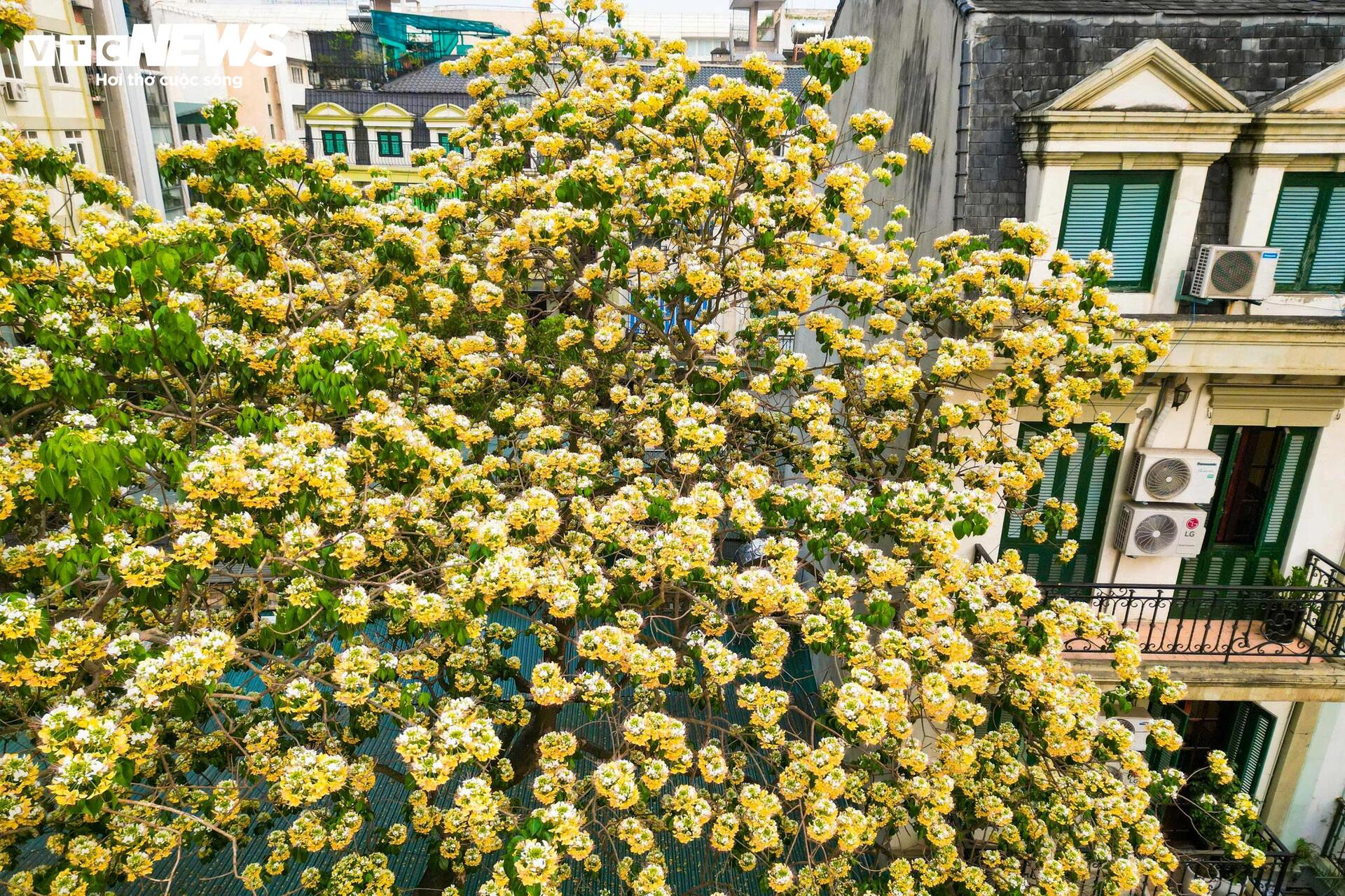 Hoa b&uacute;n bung nở rực rỡ , điểm nhấn v&agrave;ng giữa H&agrave; Nội th&aacute;ng 4 - Ảnh 4.