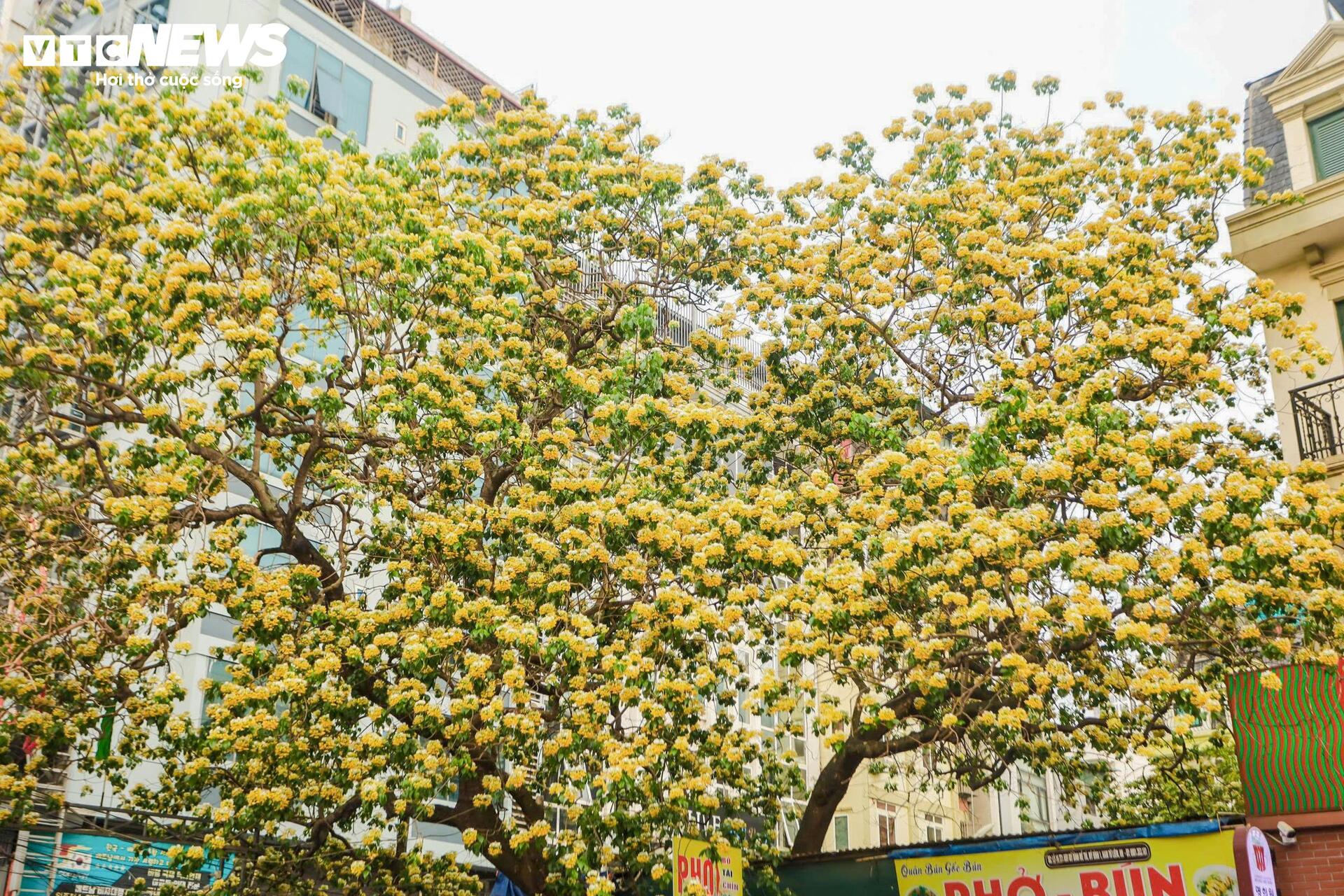 Hoa b&uacute;n bung nở rực rỡ , điểm nhấn v&agrave;ng giữa H&agrave; Nội th&aacute;ng 4 - Ảnh 5.