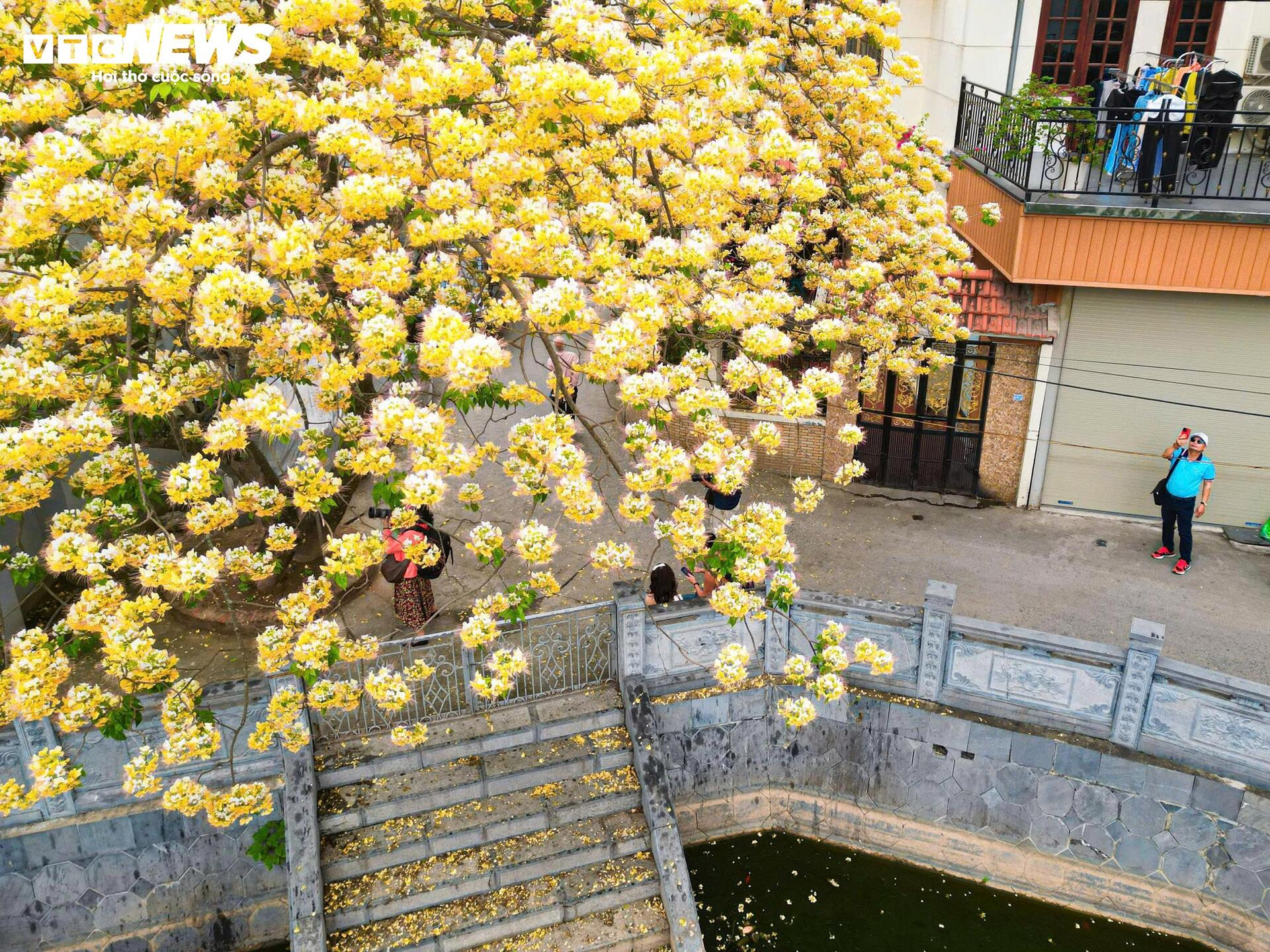 Hoa b&uacute;n bung nở rực rỡ , điểm nhấn v&agrave;ng giữa H&agrave; Nội th&aacute;ng 4 - Ảnh 7.