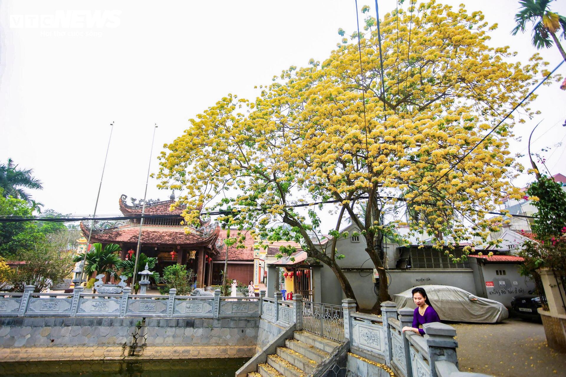 Hoa b&uacute;n bung nở rực rỡ , điểm nhấn v&agrave;ng giữa H&agrave; Nội th&aacute;ng 4 - Ảnh 6.