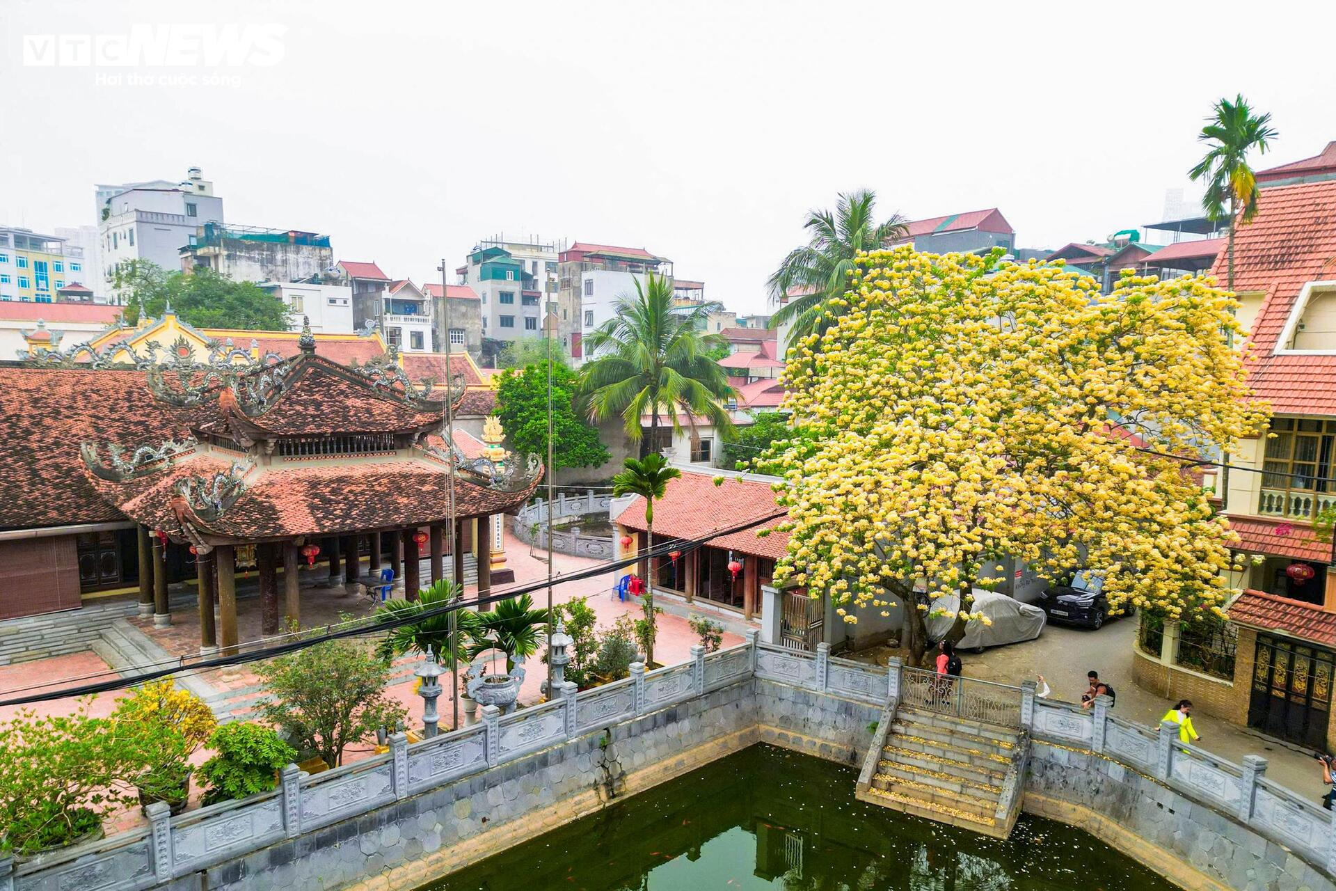 Hoa b&uacute;n bung nở rực rỡ , điểm nhấn v&agrave;ng giữa H&agrave; Nội th&aacute;ng 4 - Ảnh 8.