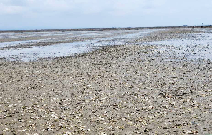 Ngao chết h&agrave;ng loạt ở Hưng Y&ecirc;n khiến ngư d&acirc;n mất trắng tiền tỷ th&aacute;ng 4 năm 2026 - Ảnh 4.