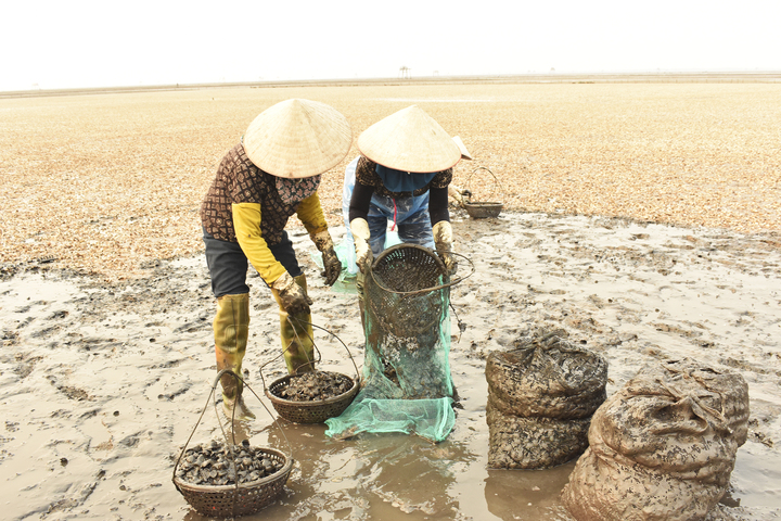 Ngao chết h&agrave;ng loạt ở Hưng Y&ecirc;n khiến ngư d&acirc;n mất trắng tiền tỷ th&aacute;ng 4 năm 2026 - Ảnh 2.