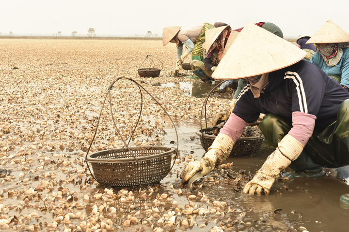 Ngao chết h&agrave;ng loạt ở Hưng Y&ecirc;n khiến ngư d&acirc;n mất trắng tiền tỷ th&aacute;ng 4 năm 2026 - Ảnh 1.