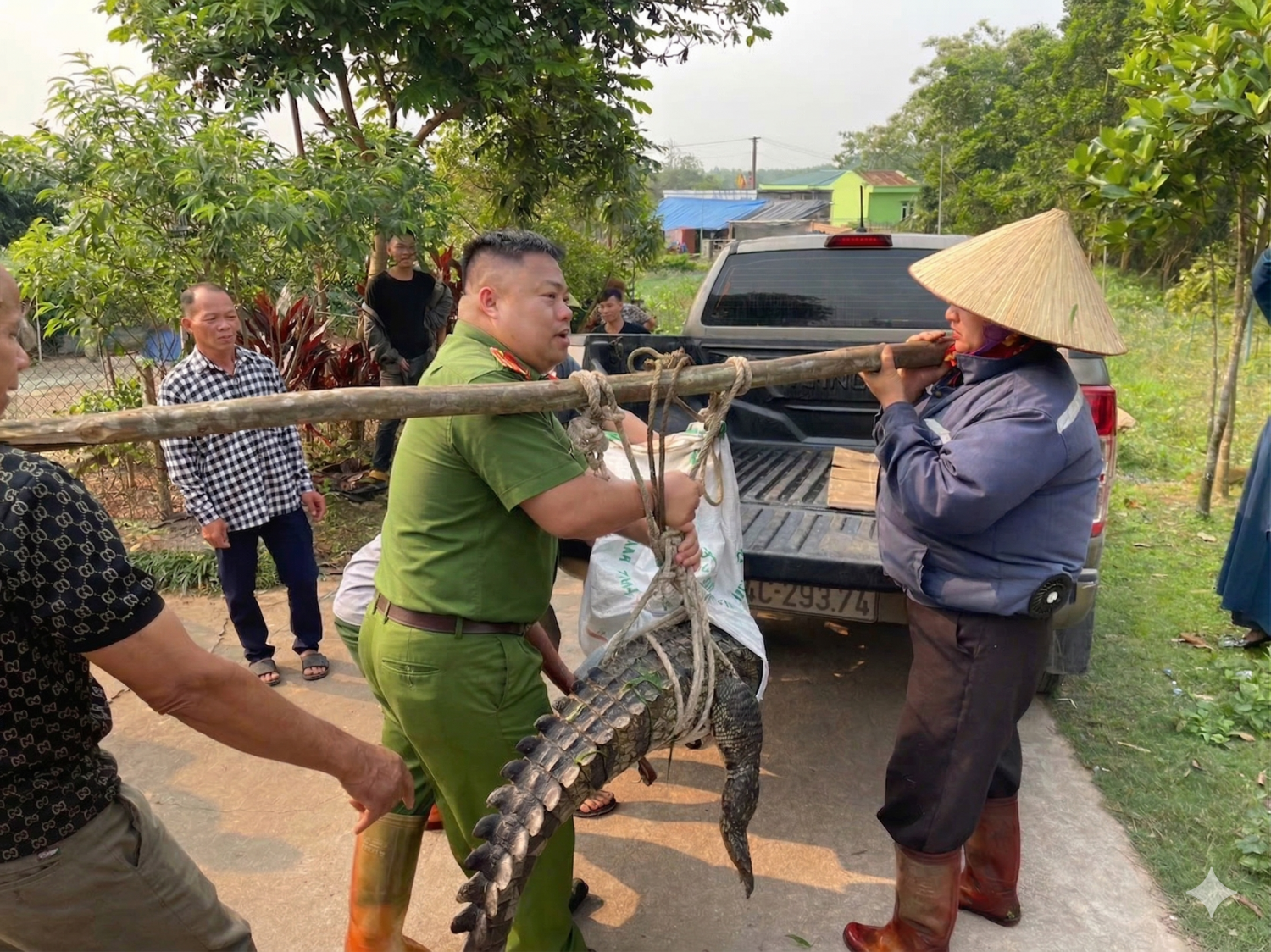 Ph&aacute;t hiện c&aacute; sấu Quảng Ninh nặng 50 kg lạc v&agrave;o k&ecirc;nh mương nội đồng - Ảnh 1.