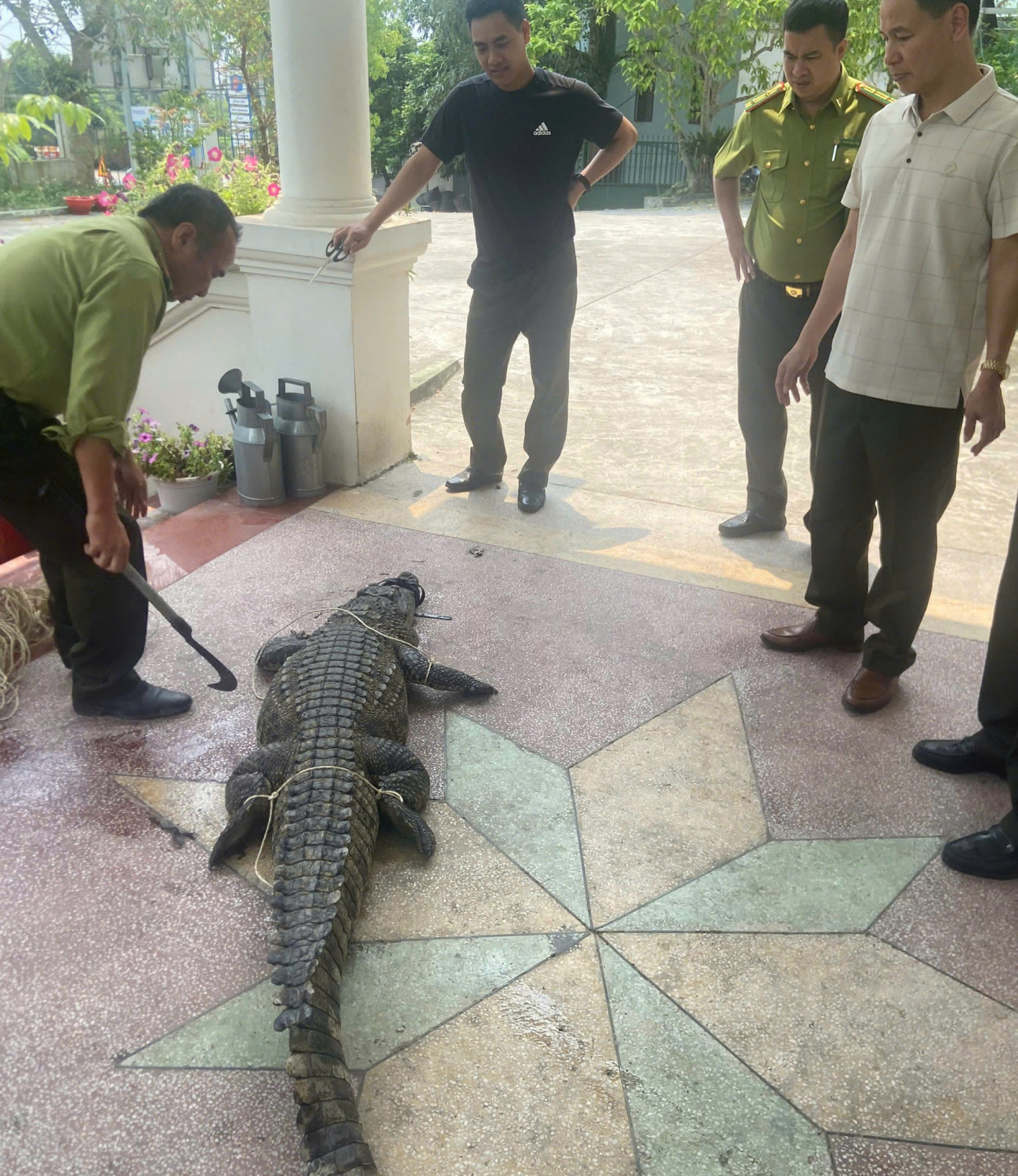 Ph&aacute;t hiện c&aacute; sấu Quảng Ninh nặng 50 kg lạc v&agrave;o k&ecirc;nh mương nội đồng - Ảnh 2.