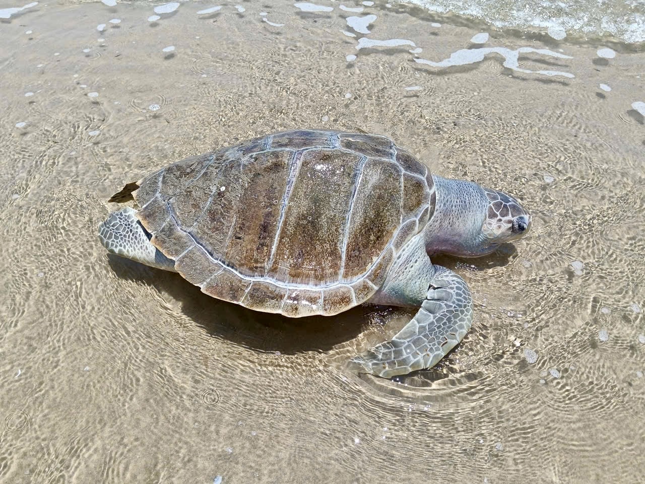 R&ugrave;a biển chết tr&ocirc;i dạt v&agrave;o B&atilde;i Sau Vũng T&agrave;u thu h&uacute;t sự ch&uacute; &yacute; của du kh&aacute;ch - Ảnh 1.