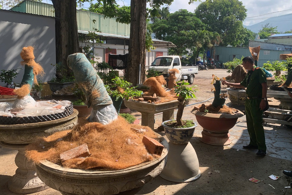 Bị phạt 3 triệu đồng v&igrave; thiếu giấy tờ chứng minh nguồn gốc 42 c&acirc;y mai v&agrave;ng - Ảnh 1.