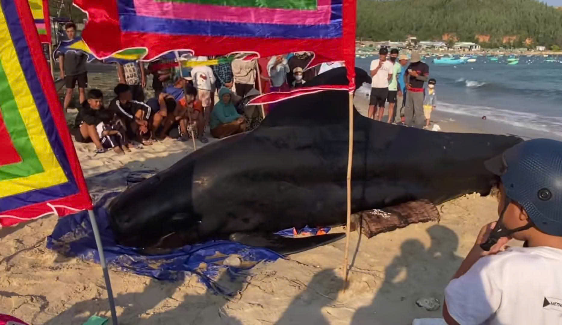 C&aacute; &Ocirc;ng 2 tấn dạt v&agrave;o bờ biển Vịnh h&ograve;a , người d&acirc;n an t&aacute;ng theo phong tục - Ảnh 1.