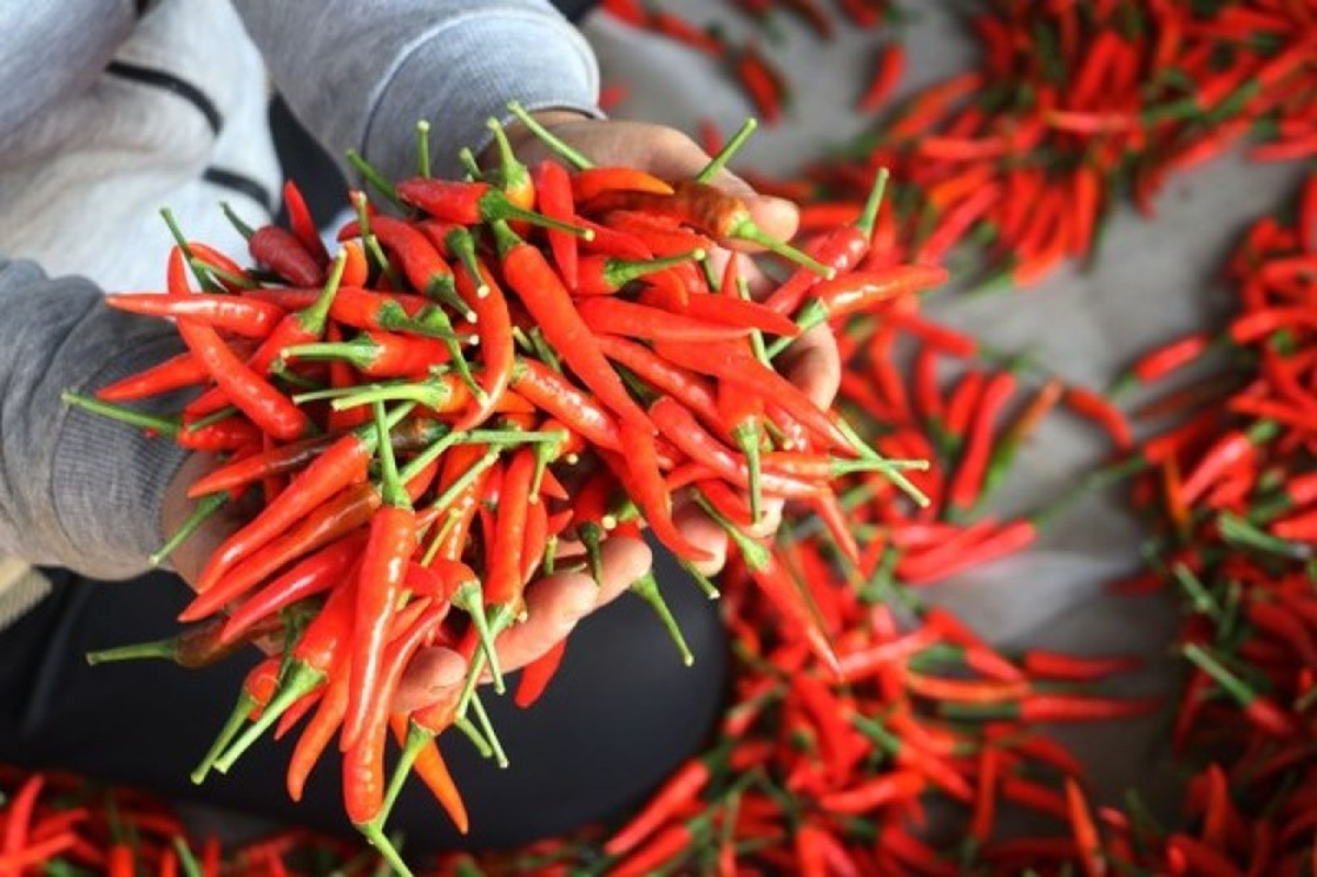 Loại quả được đ&aacute;nh gi&aacute; 