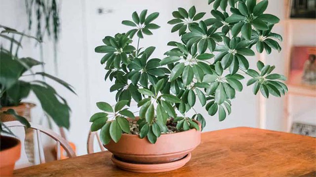 3 loại c&acirc;y người gi&agrave;u thường chọn trồng trong nh&agrave;: 