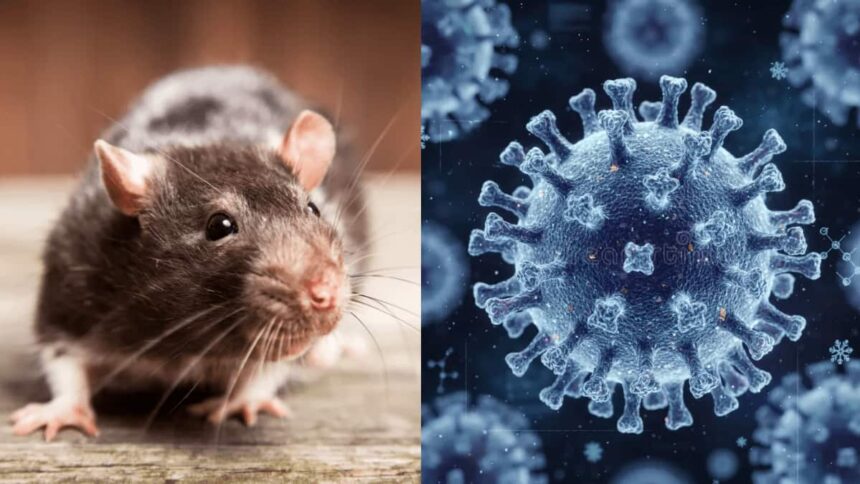 Virus Hanta l&acirc;y bệnh thế n&agrave;o, người nu&ocirc;i chuột cảnh cần lưu &yacute; g&igrave;? - Ảnh 1.