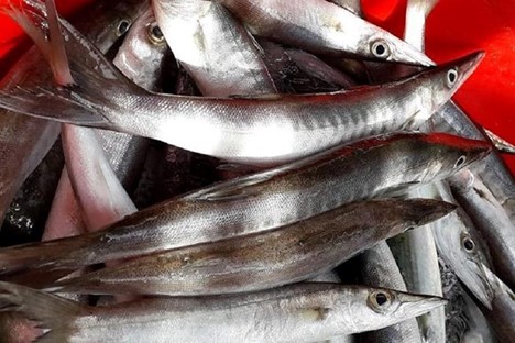 Loại c&aacute; nhọn hoắt c&oacute; t&ecirc;n cực lạ, g&acirc;y 