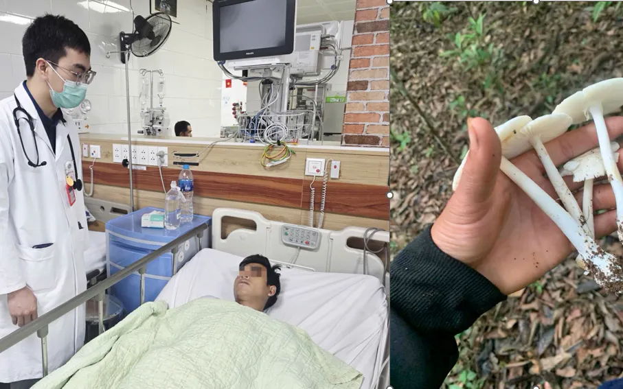 Ăn nấm rừng, nhiều người suy gan, suy đa tạng nguy kịch - Ảnh 1.