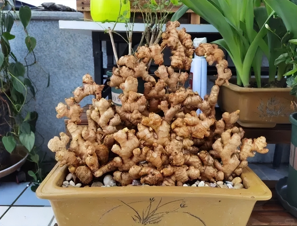 Người phụ nữ nghỉ hưu trồng cả &ldquo;n&uacute;i gừng&rdquo; trong th&ugrave;ng phuy cũ: 8 th&aacute;ng thu gần 8kg, h&agrave;ng x&oacute;m k&eacute;o sang học theo v&igrave; qu&aacute; vừa đẹp vừa &ldquo;c&oacute; lộc&rdquo; - Ảnh 4.