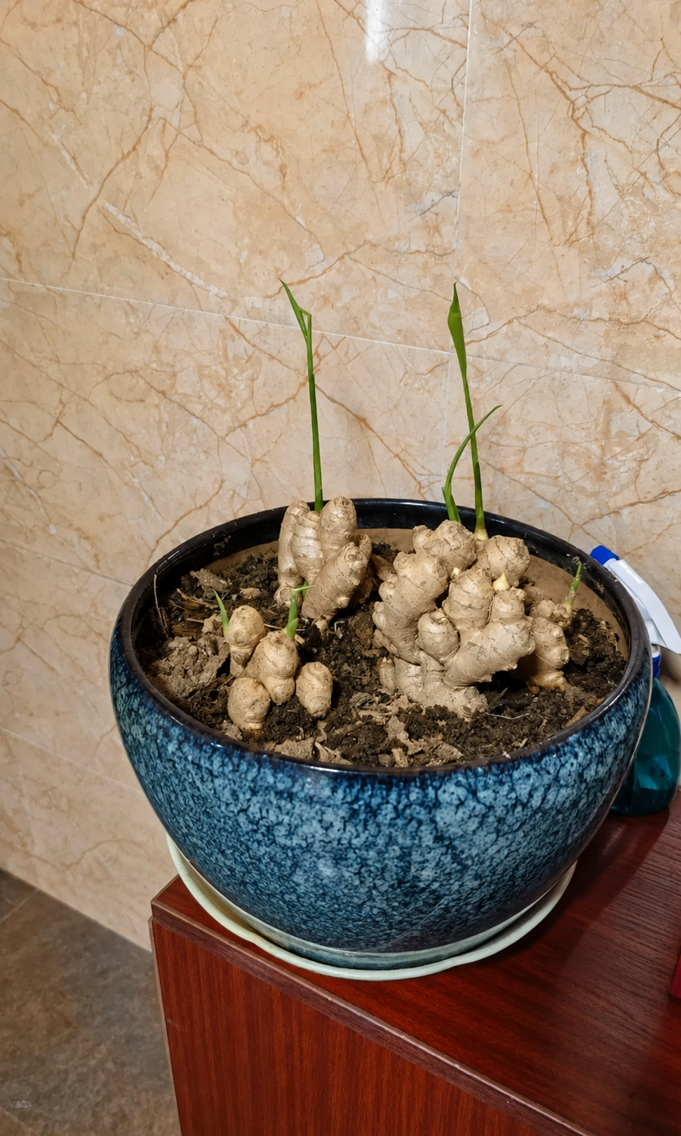 Người phụ nữ nghỉ hưu trồng cả &ldquo;n&uacute;i gừng&rdquo; trong th&ugrave;ng phuy cũ: 8 th&aacute;ng thu gần 8kg, h&agrave;ng x&oacute;m k&eacute;o sang học theo v&igrave; qu&aacute; vừa đẹp vừa &ldquo;c&oacute; lộc&rdquo; - Ảnh 5.