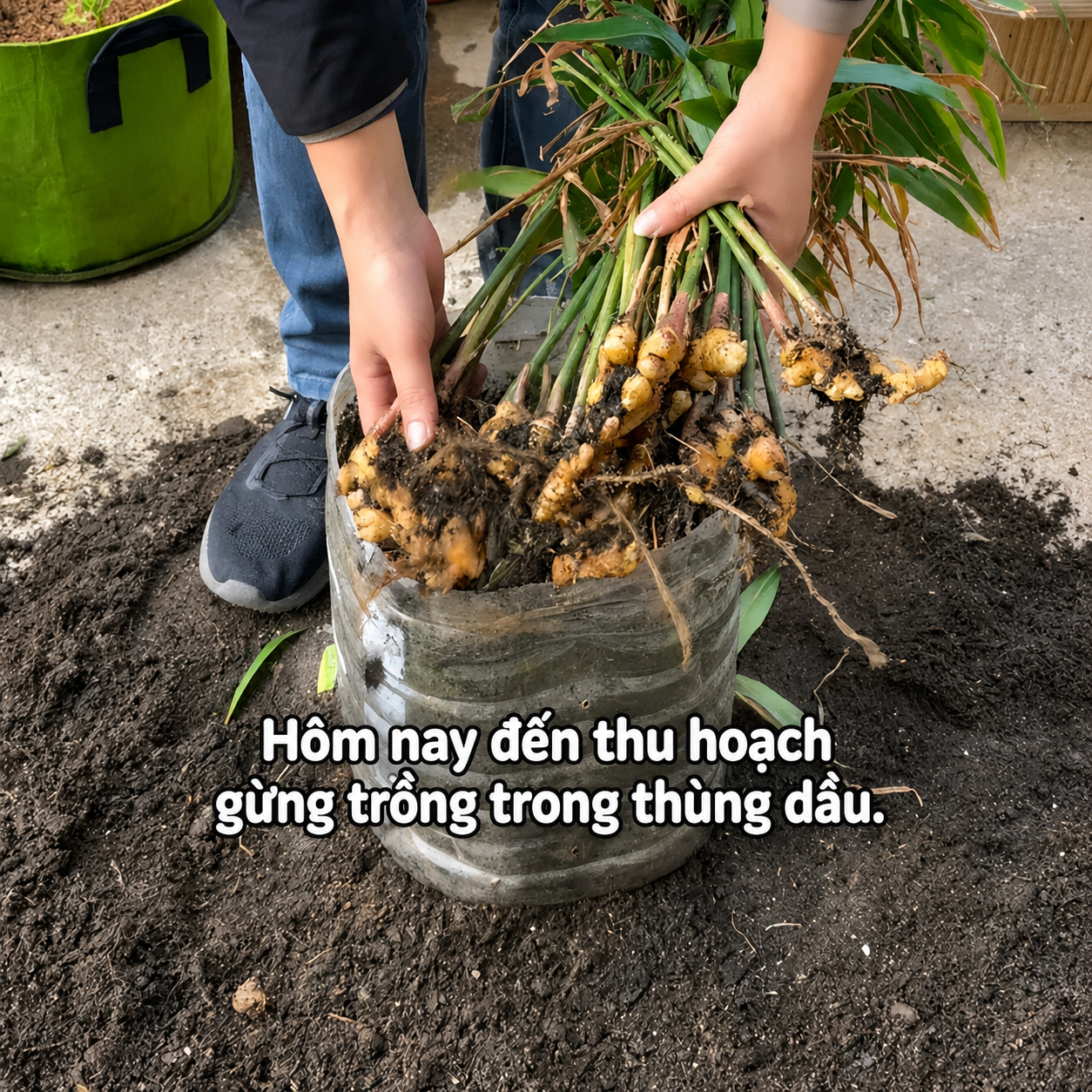 Người phụ nữ nghỉ hưu trồng cả &ldquo;n&uacute;i gừng&rdquo; trong th&ugrave;ng phuy cũ: 8 th&aacute;ng thu gần 8kg, h&agrave;ng x&oacute;m k&eacute;o sang học theo v&igrave; qu&aacute; vừa đẹp vừa &ldquo;c&oacute; lộc&rdquo; - Ảnh 3.
