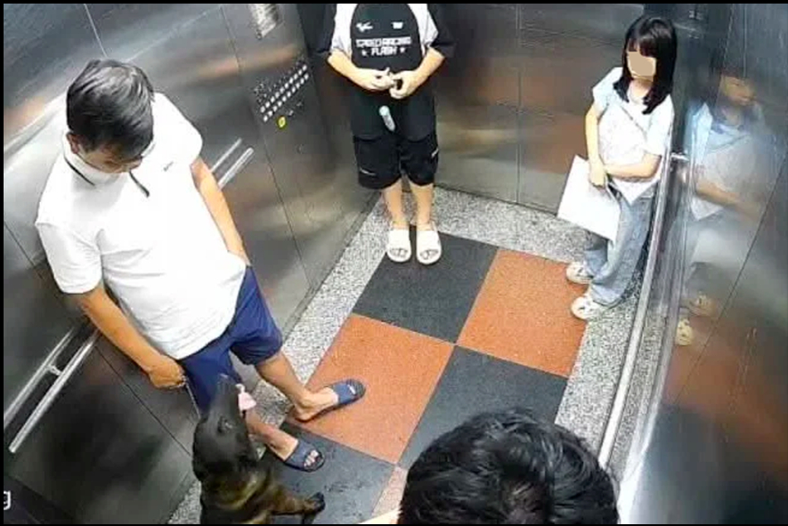 Đ&aacute;nh người v&igrave; kh&ocirc;ng đeo rọ m&otilde;m cho ch&oacute; tại H&agrave; Nội khiến cư d&acirc;n lo lắng - Ảnh 1.