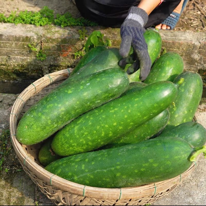 Tận dụng nắng h&egrave; v&agrave; loại 