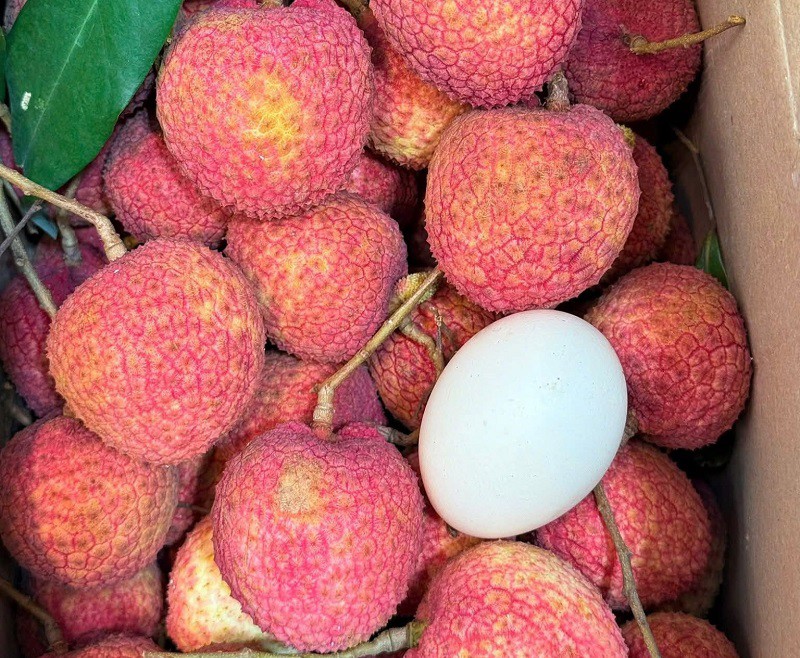 Vải trứng hồng Thanh H&agrave;: Giống vải độc lạ gi&aacute; 400 . 000 Đồng / kg g&acirc;y sốt thị trường 2026 - Ảnh 2.