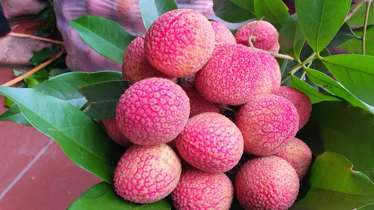 Vải trứng hồng Thanh H&agrave;: Giống vải độc lạ gi&aacute; 400 . 000 Đồng / kg g&acirc;y sốt thị trường 2026 - Ảnh 1.