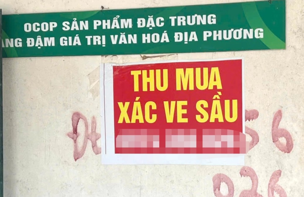 Thương l&aacute;i thu mua x&aacute;c ve sầu gi&aacute; cao , người d&acirc;n Gia Lai đổ x&ocirc; v&agrave;o rừng - Ảnh 2.