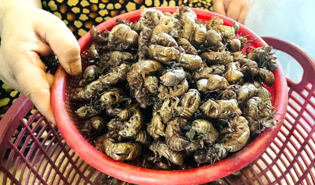 Thương l&aacute;i thu mua x&aacute;c ve sầu gi&aacute; cao , người d&acirc;n Gia Lai đổ x&ocirc; v&agrave;o rừng - Ảnh 1.
