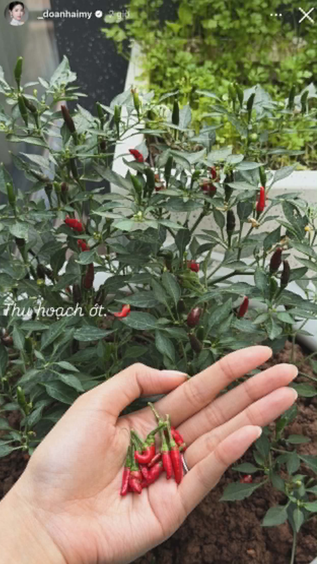 Do&atilde;n Hải My v&agrave; cuộc sống h&ocirc;n nh&acirc;n vi&ecirc;n m&atilde;n B&ecirc;n Văn Hậu năm 2026 - Ảnh 5.