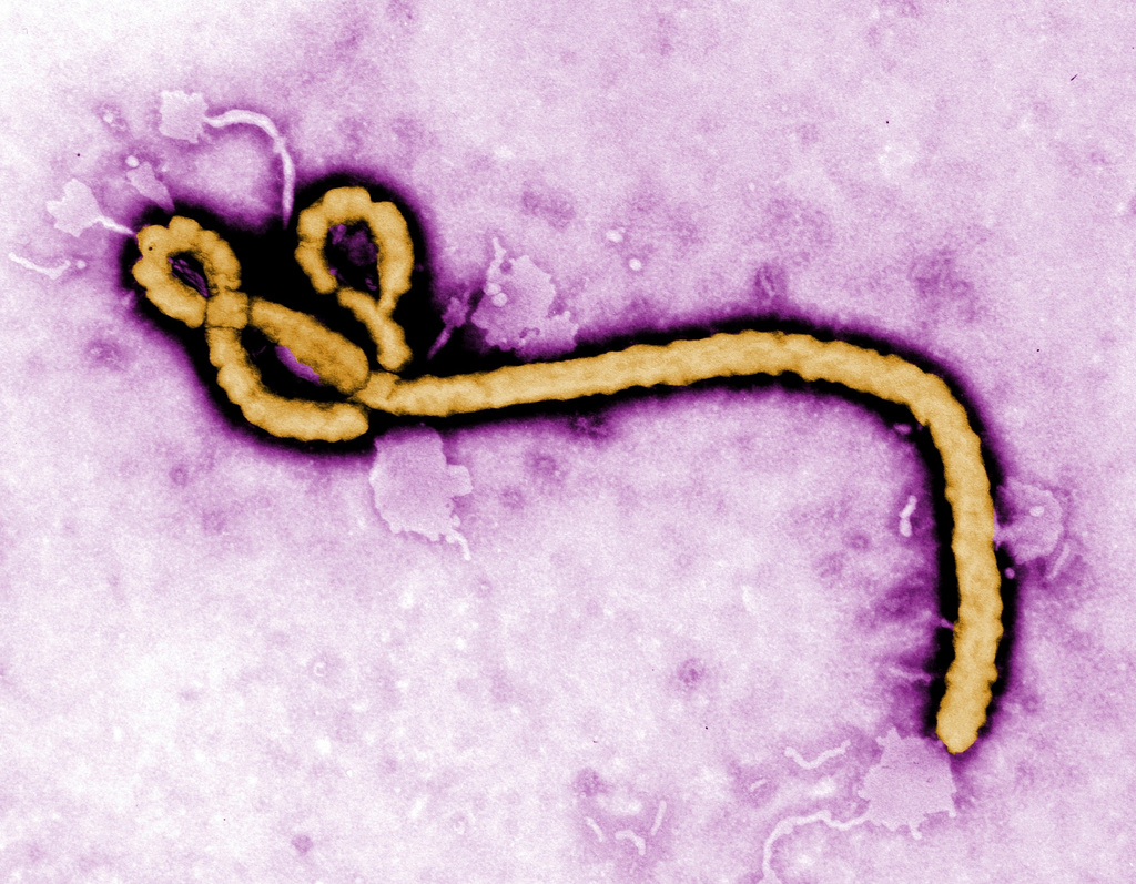Nguy cơ l&acirc;y lan virus Ebola xuy&ecirc;n bi&ecirc;n giới - Ảnh 1.