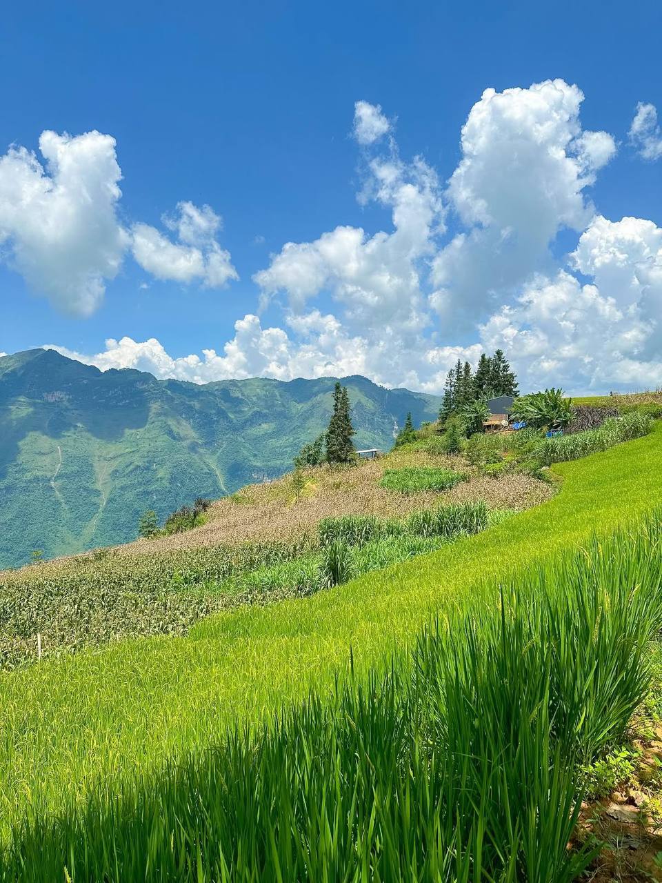 Khám phá thảo nguyên Suôi Thầu đẹp như Thụy Sĩ chỉ với 20 ngàn ở Hà Giang - Ảnh 6.