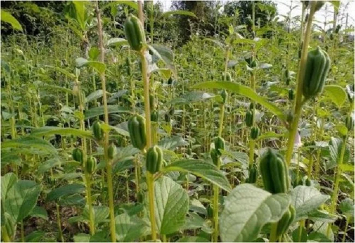 Đừng chỉ ăn hạt, l&aacute; loại c&acirc;y n&agrave;y cũng v&iacute; như 