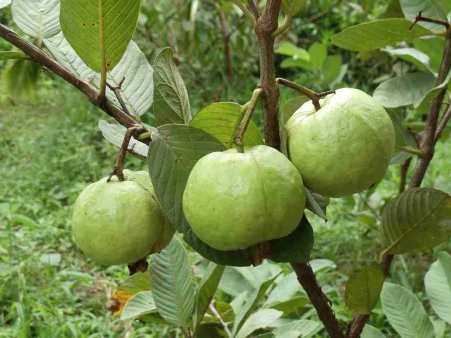 Không cần cherry Mỹ , ổi Việt Nam hút khách mùa hè 2026 với giá hấp dẫn - Ảnh 2. Không cần cherry Mỹ , ổi Việt Nam hút khách mùa hè 2026 với giá hấp dẫn - Ảnh 2.